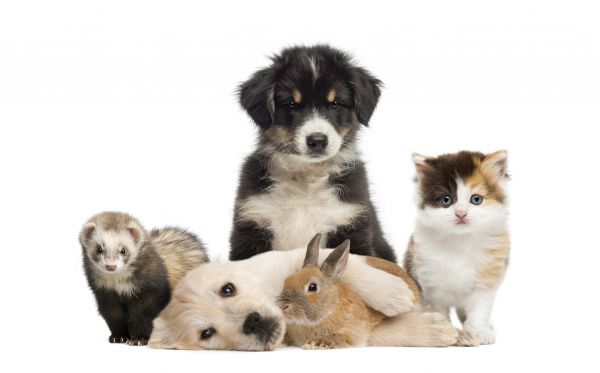 Fairfax Pets