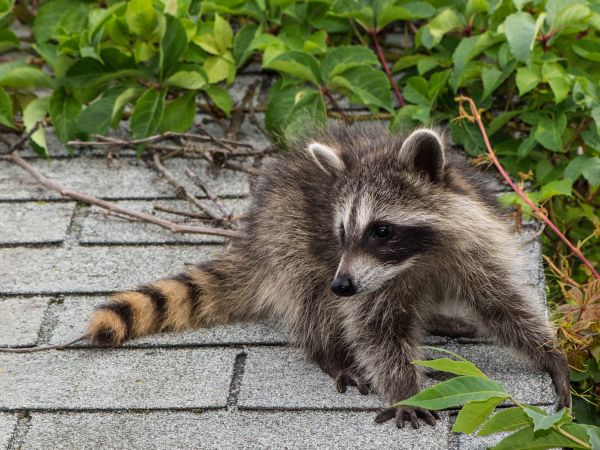 Fairfax Wildlife Removal