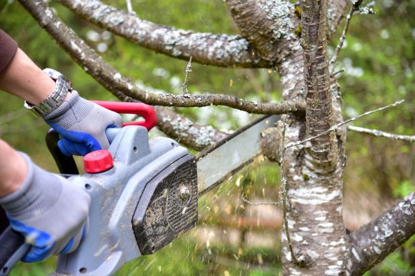 Fairfax Tree Trimming